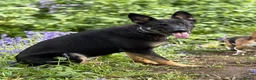 German Shepherd dogs for sale: Working Line German Shepherd For Sale in Ripley - Advert 3