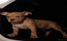 American Bully dogs for stud: Sandy merle - Image 3
