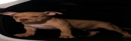 American Bully dogs for stud: Sandy merle - Advert 3