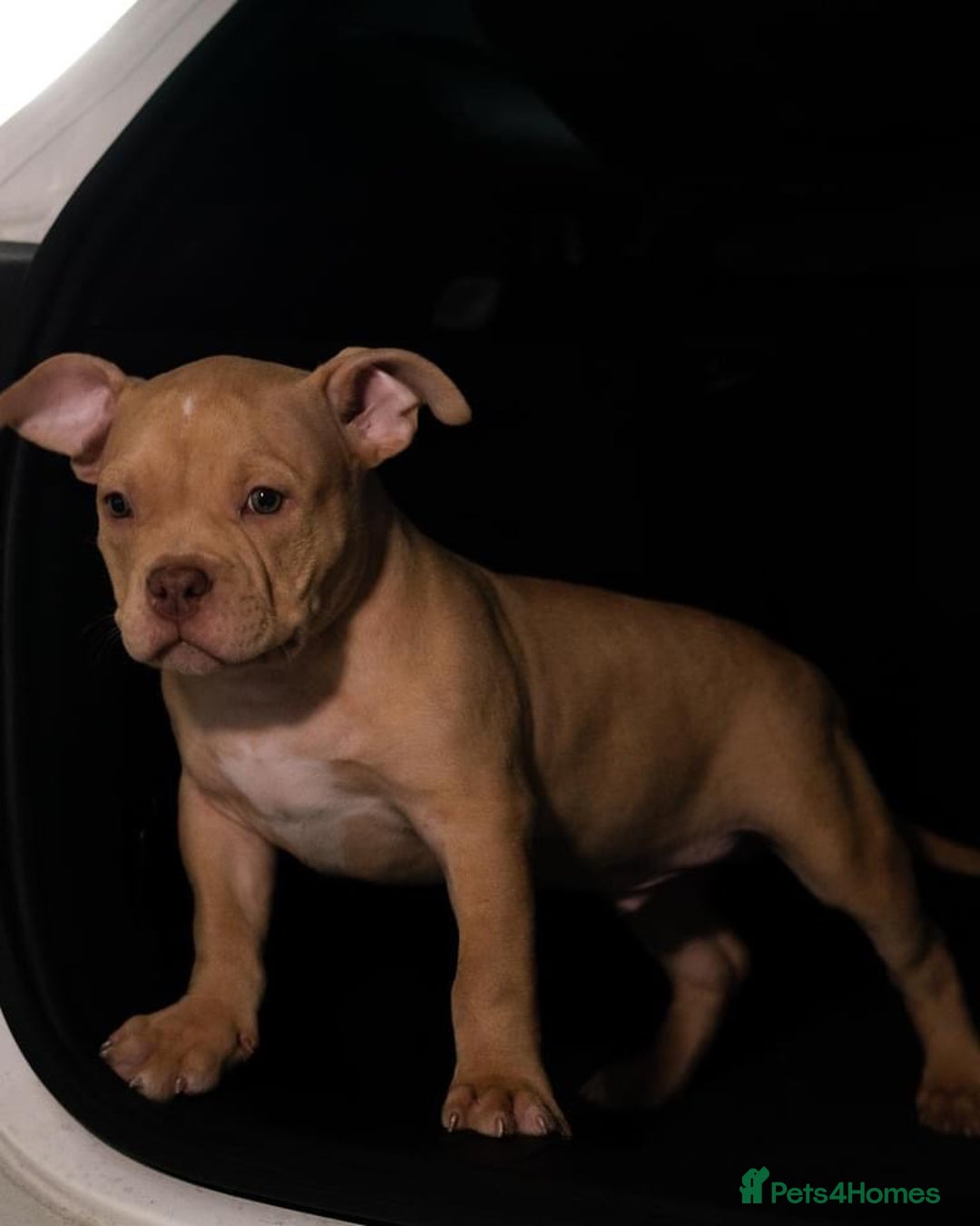 American Bully dogs for stud: Sandy merle - Image 3