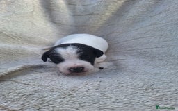 Mixed Breed dogs for sale: Spanish jack Russell (bodeguero) x border collie - Image 21