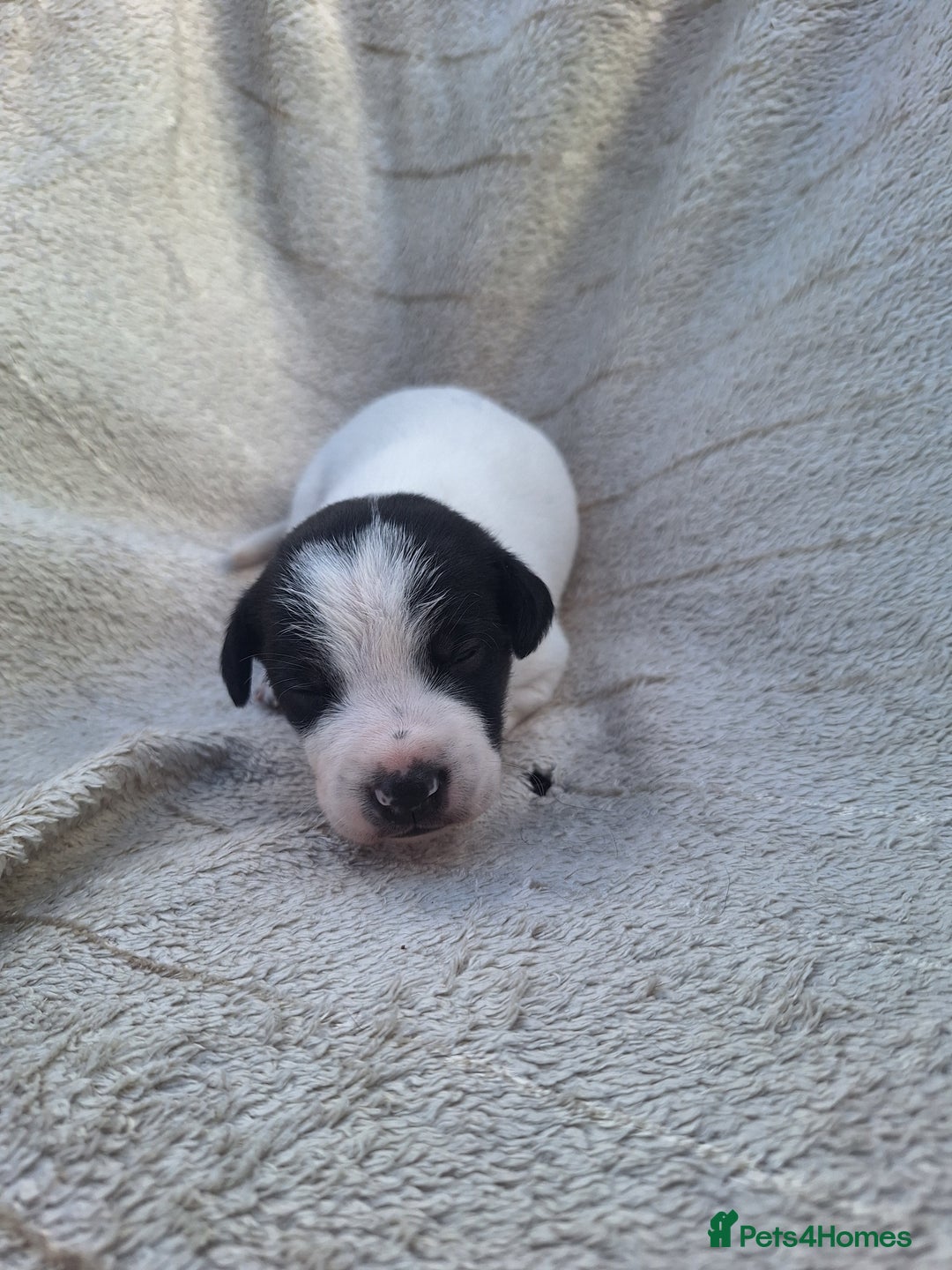 Mixed Breed dogs for sale: Spanish jack Russell (bodeguero) x border collie - Image 21
