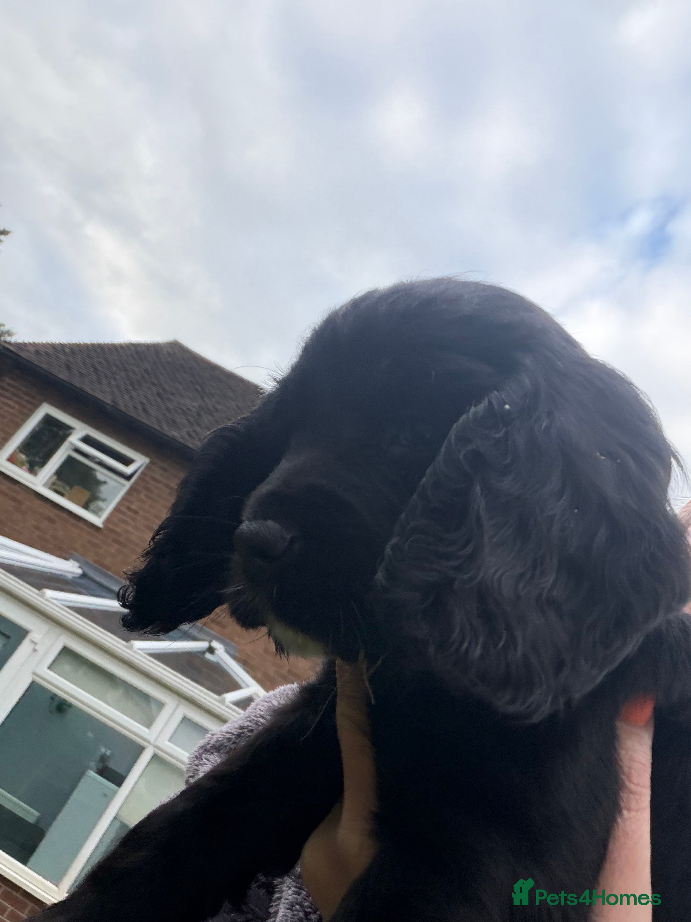 Cocker Spaniel dogs for sale: Last little girl  - Advert 7