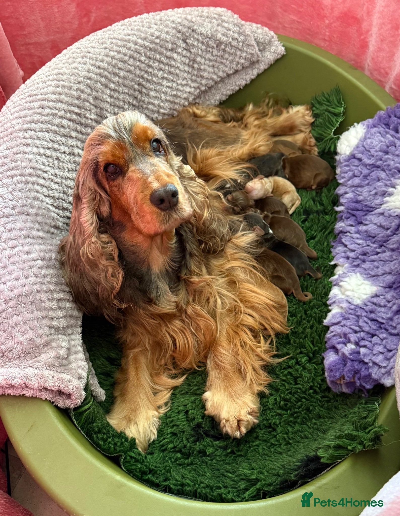 Cocker Spaniel dogs for sale: Outstanding show cocker spaniels - KC - Advert 1