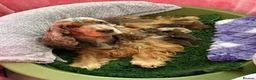 Cocker Spaniel dogs for sale: Outstanding show cocker spaniels - KC in Leicester - Advert 1