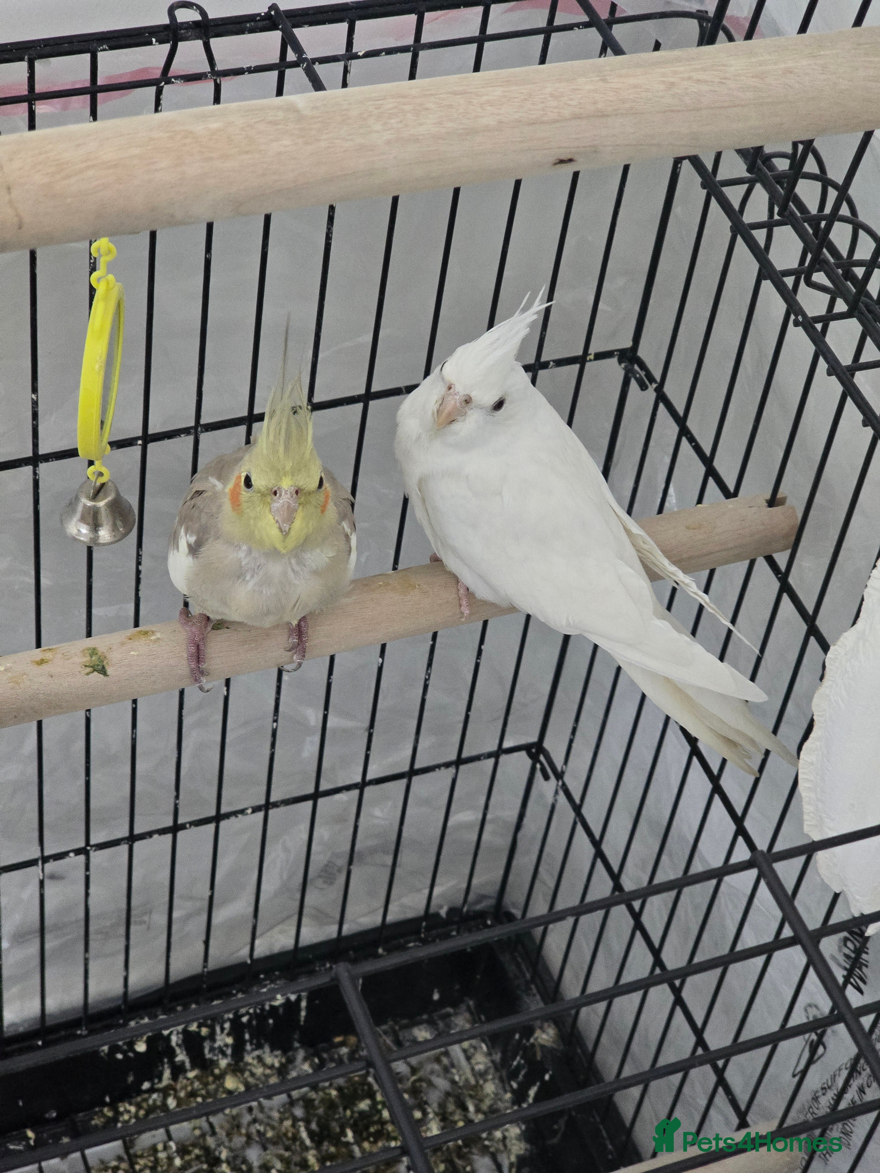 Cockatiels birds For Sale: Beautiful Cockatiel Birds (Pair)  - Advert 5