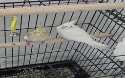 Cockatiels birds for sale: For Sale: Beautiful Cockatiel Birds (Pair)  - Image 1