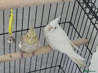 Cockatiels birds for sale - Advert 1