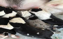 Border Collie dogs for sale: Border collie  - Image 2