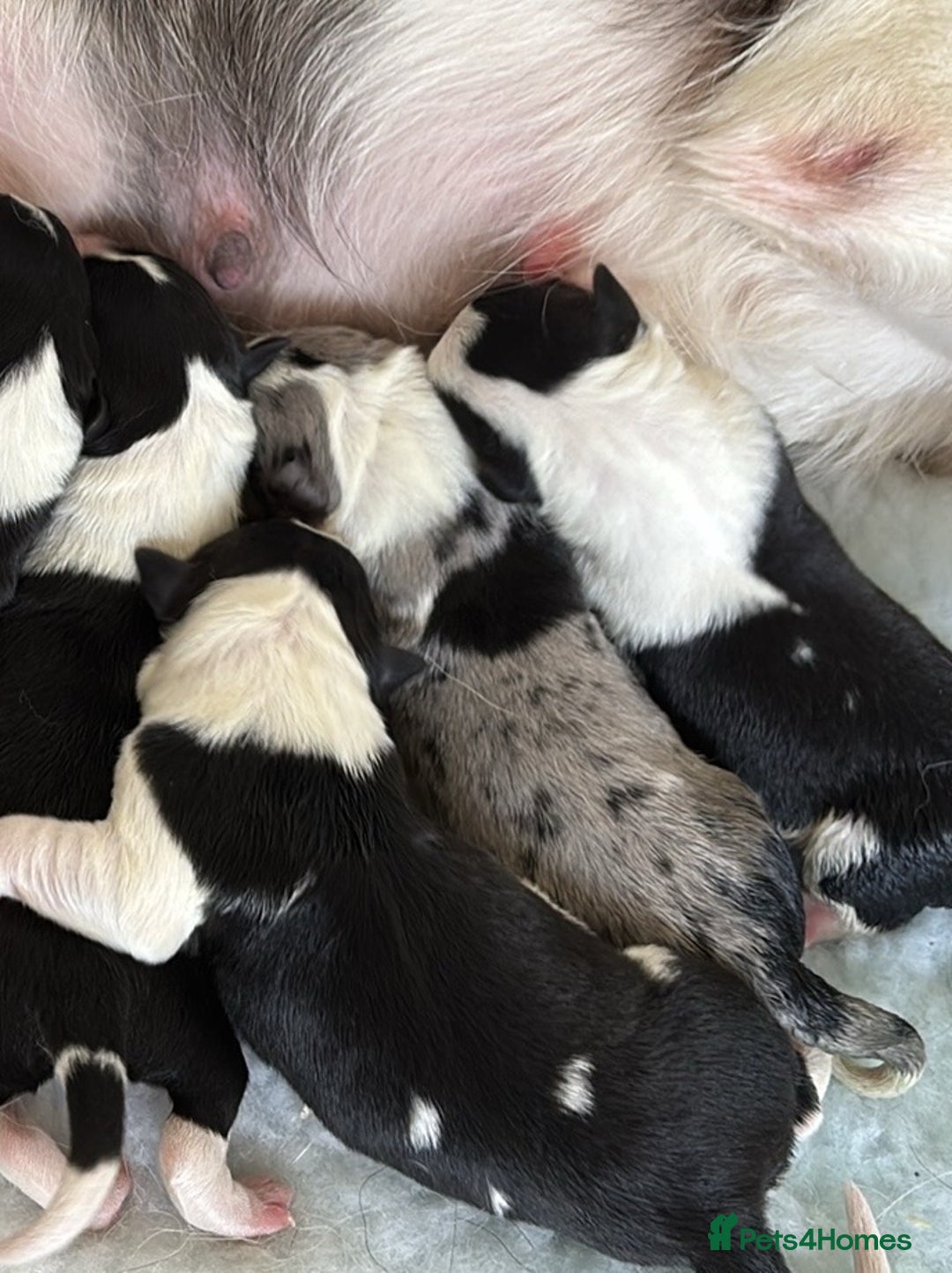 Border Collie dogs for sale: Border collie  - Image 2