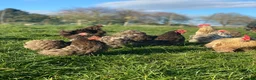 Chickens poultry for sale: Free range point of lay hens available 🧡 - Advert 8