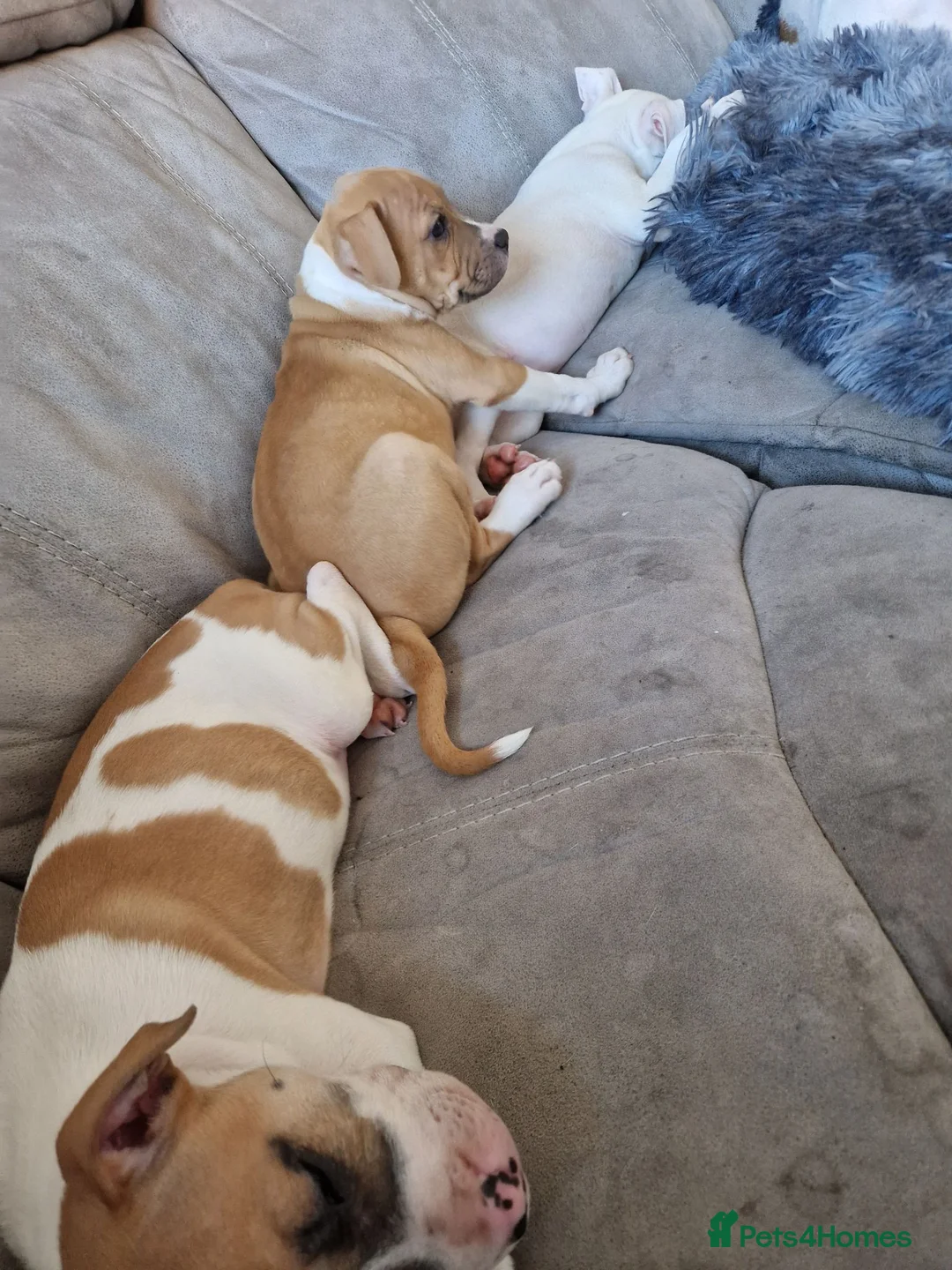 Staffordshire Bull Terrier dogs for sale: Staffy pup - Advert 1