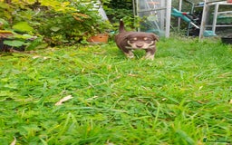 Mixed Breed dogs for sale: 3 female pups Border collie × Kelpie  - Image 4