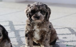 Cavapoo dogs for sale: F1 Cavapoo puppies for sale - Image 34