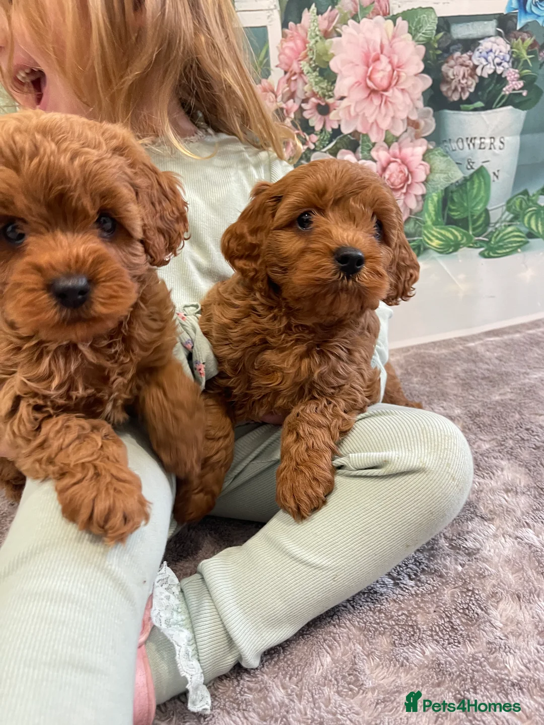 Cavapoo dogs for sale: Newest litter have arrived. 5 boys 4 girls  - Advert 1