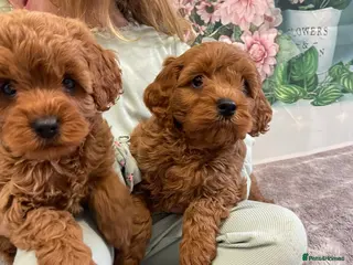 Cavapoo dogs Newest litter have arrived. 5 boys 4 girls - Advert 7