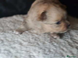 Pomeranian dogs 2 beautifull pomeranian puppies - Advert 13