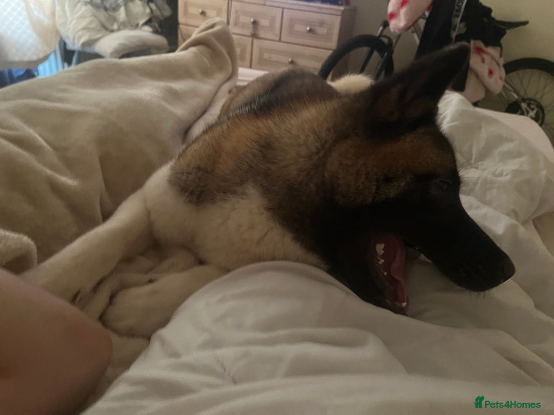 Akita dogs for sale: Luna! - Image 4