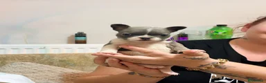 French Bulldog 3