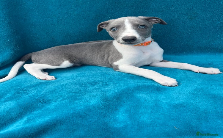 Whippet dogs - Advert 8