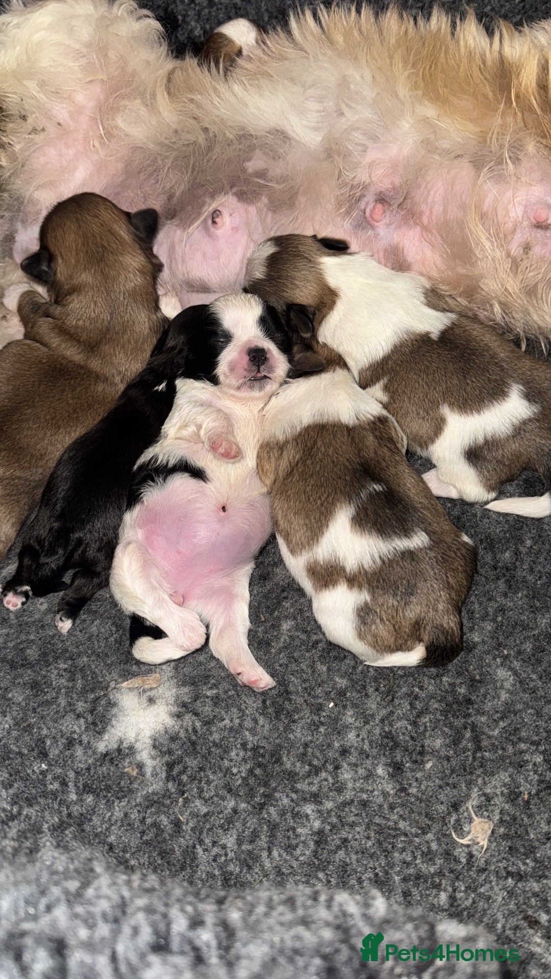 Shih Tzu dogs for sale: Kc Shih tzu  - Image 5