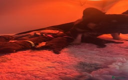 French Bulldog dogs for sale: Fluffy Frenchies. All carry pink  - Advert 13