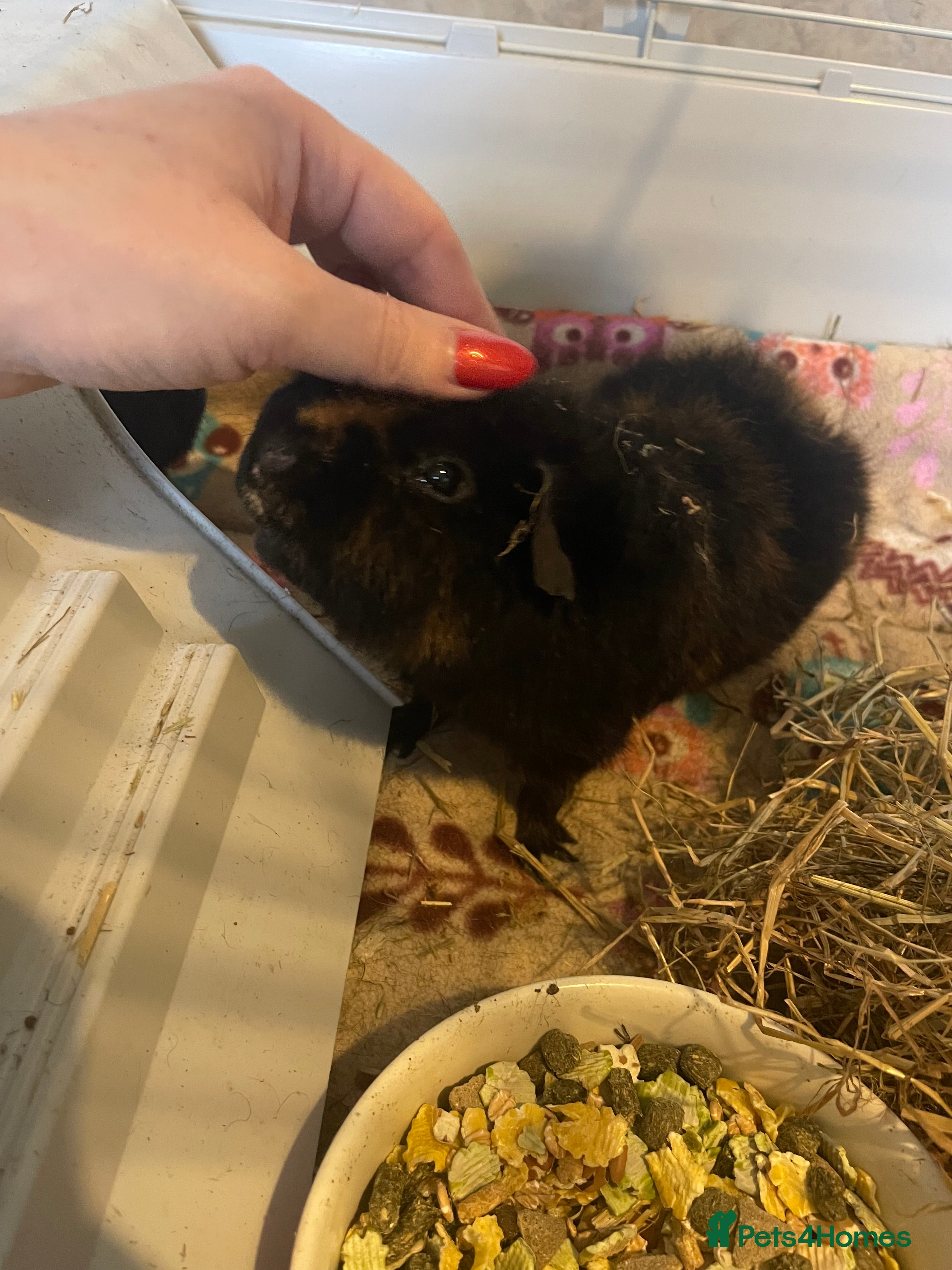 Guinea Pig rodents Teddy guinea pigs males - Advert 3