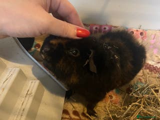 Guinea Pig rodents Teddy guinea pigs males - Advert 14