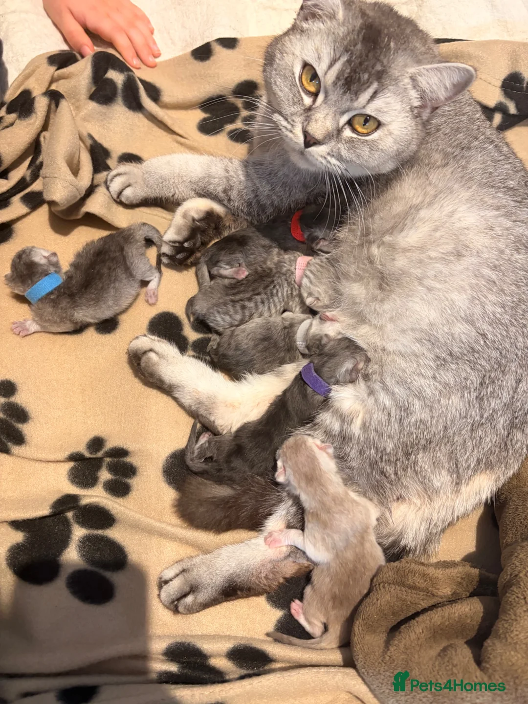 Persian cats for sale: Persian chinchilla/BSH kittens ready to leave ❤️ - Advert 13