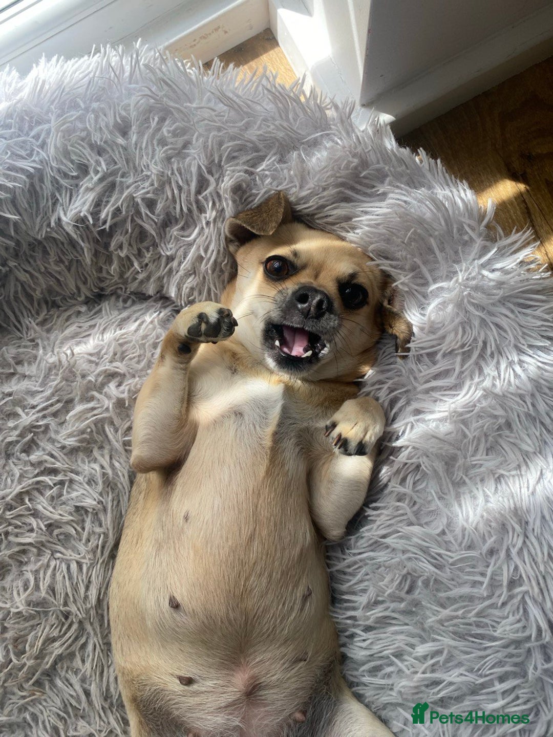 Chihuahua dogs for sale: Leila - Image 5