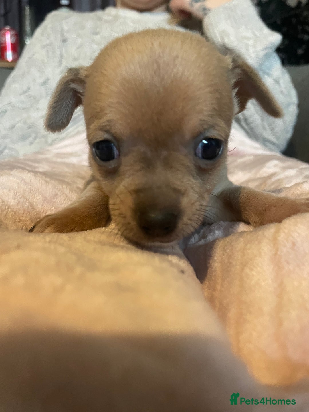 Chihuahua dogs for sale: Chihuahua puppies - Advert 3