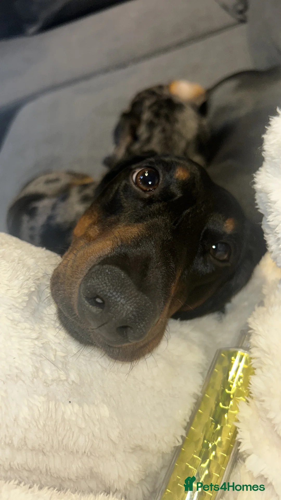 Dachshund dogs for sale: 4 year old male dachshund needs a home  - Advert 7