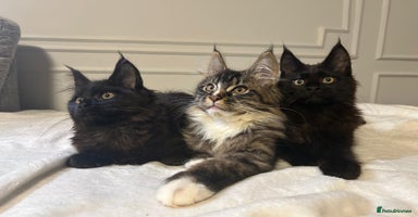 Maine Coon cats - Advert 1