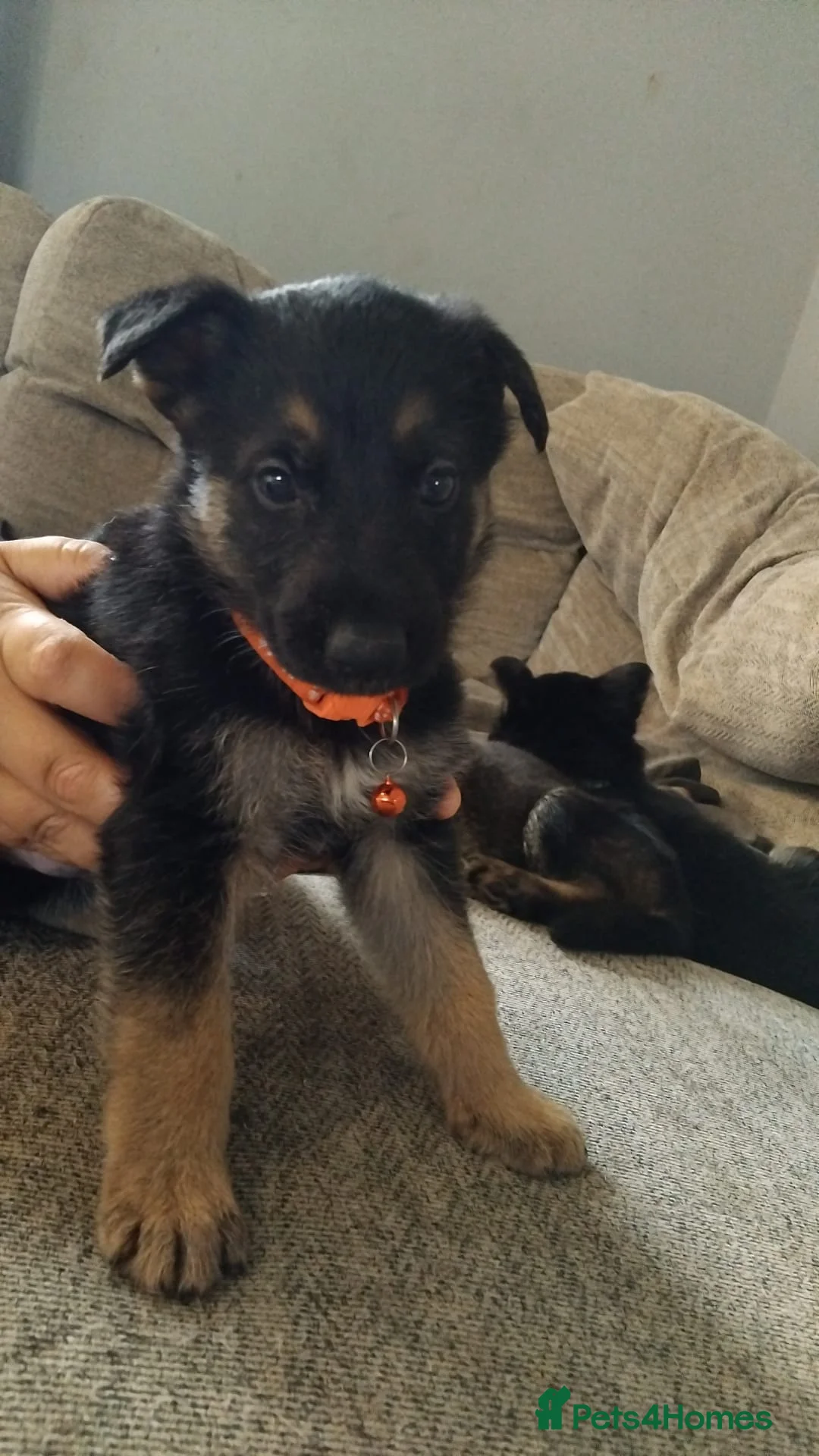 German Shepherd dogs for sale: Beautiful German shepherd puppies  - Advert 2