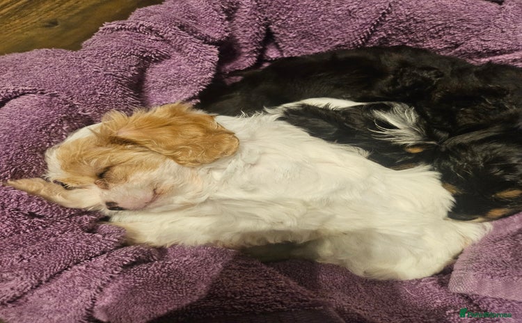 Cavapoo dogs - Advert 2