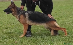 German Shepherd dogs for sale: 25 years experience  breeding German Shepherds - Image 38