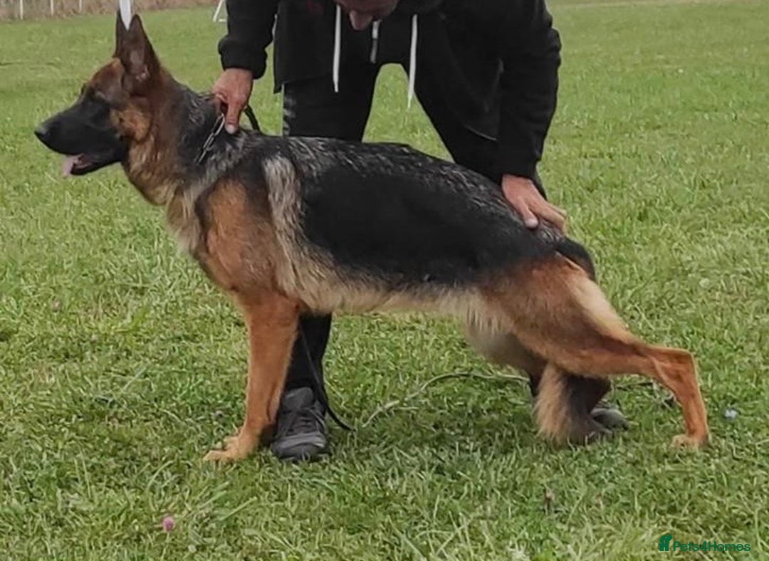 German Shepherd dogs for sale: 25 years experience  breeding German Shepherds - Image 38