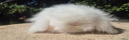 Angora rabbits for sale: 💓STUNNING TEDDYWIDDER BABIES- IMPORTED PARENTS 💓 - Advert 12