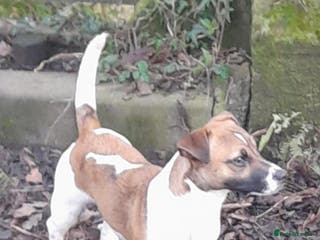 Jack Russell dogs Miniature Jack Russell for Stud in Newcastle upon Tyne - Advert 13