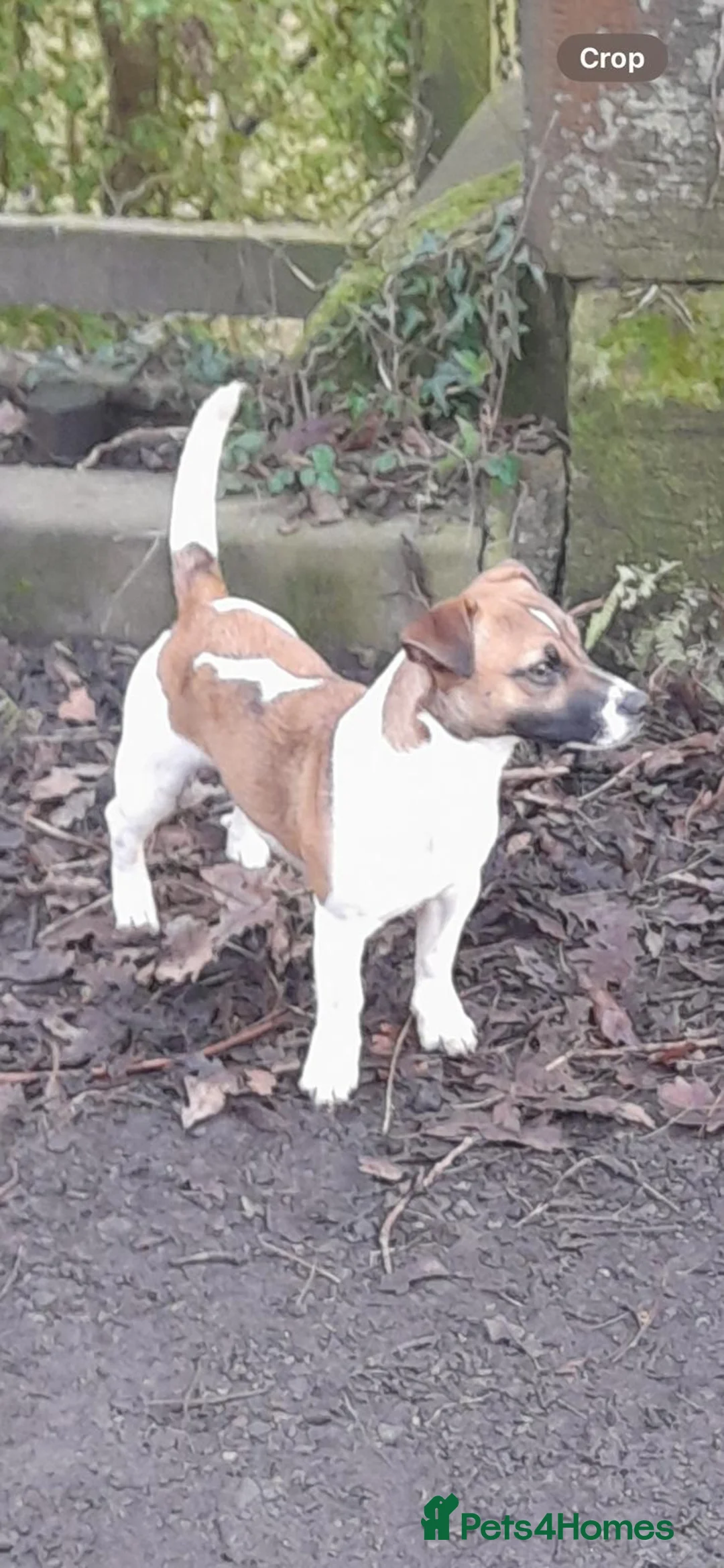 Jack Russell dogs for stud: Miniature Jack Russell for Stud in Newcastle upon Tyne - Advert 1