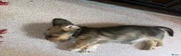 Mixed Breed dogs for sale: Gorgeous puppys wire hair dashhone/Shih Tzu - Advert 19