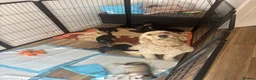 Mixed Breed dogs for sale: 10 beautiful pups for sale  in Retford - Advert 2