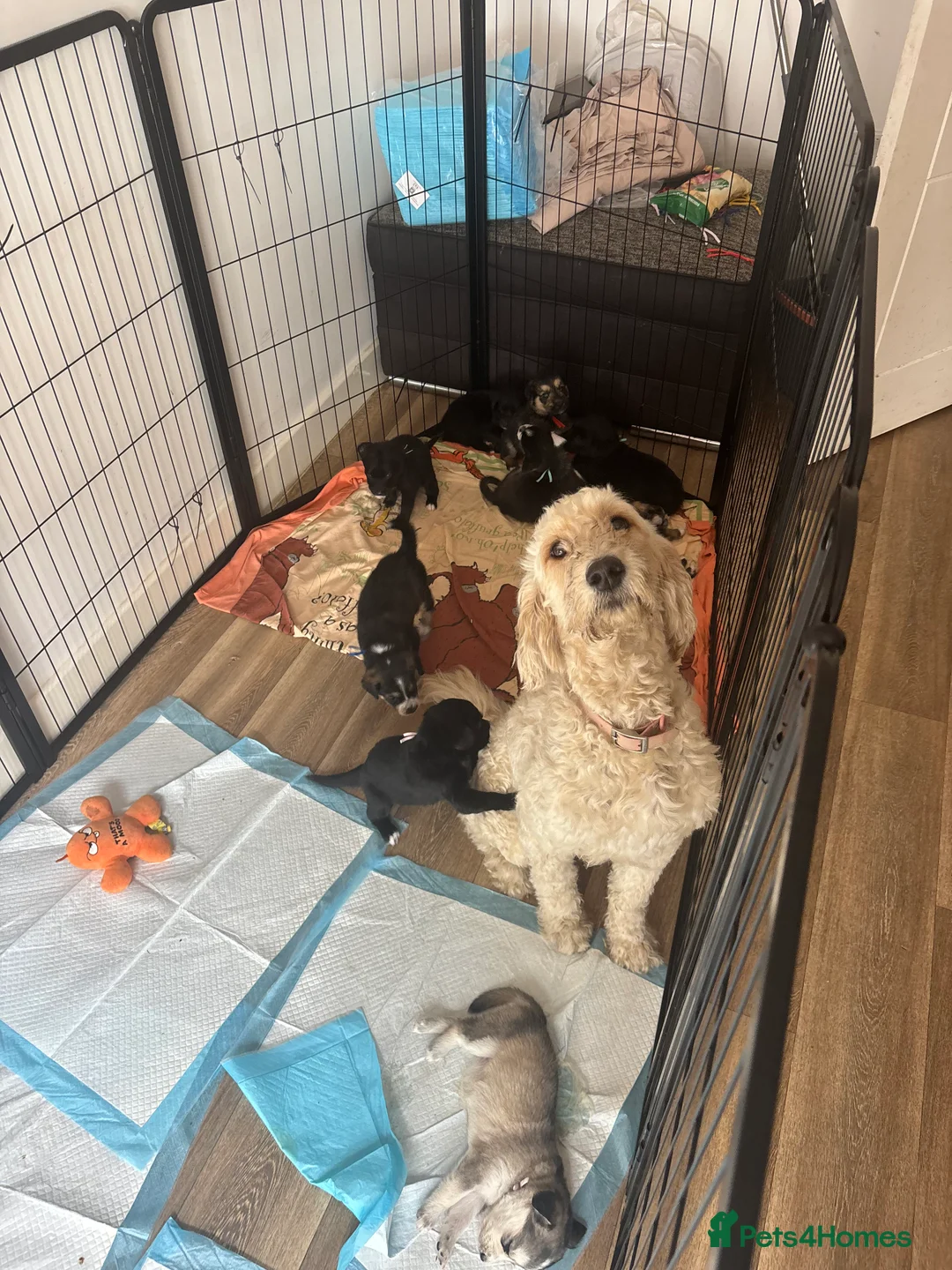 Mixed Breed dogs for sale: 10 beautiful pups for sale  in Retford - Advert 2