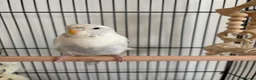 Budgerigars birds for sale: Female budgies for sale - Advert 4