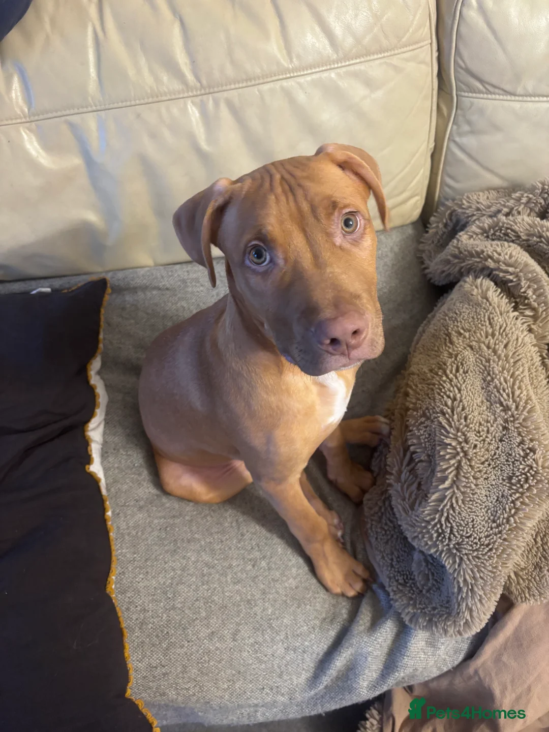 Mixed Breed dogs for sale:  puppy for sale!! looking for his forever home!!! - Advert 2