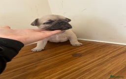 French Bulldog dogs for sale: Fluffy French bulldog puppies  - Image 4
