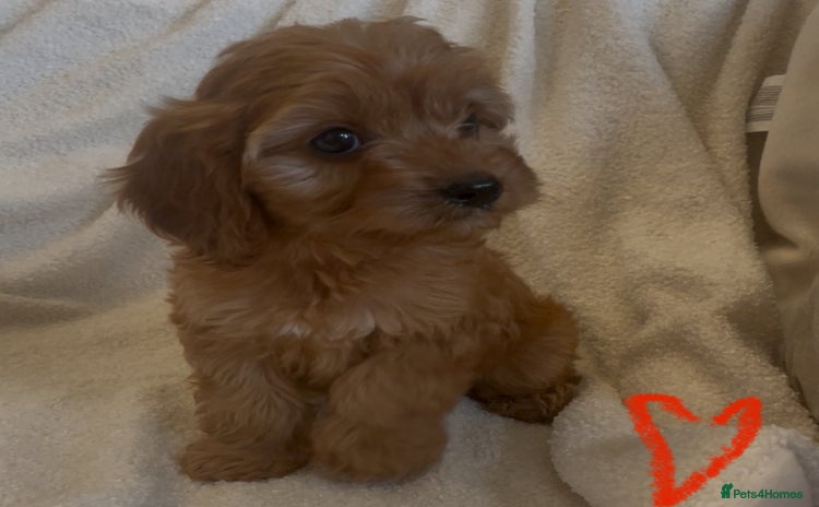 Cavapoo dogs - Advert 1