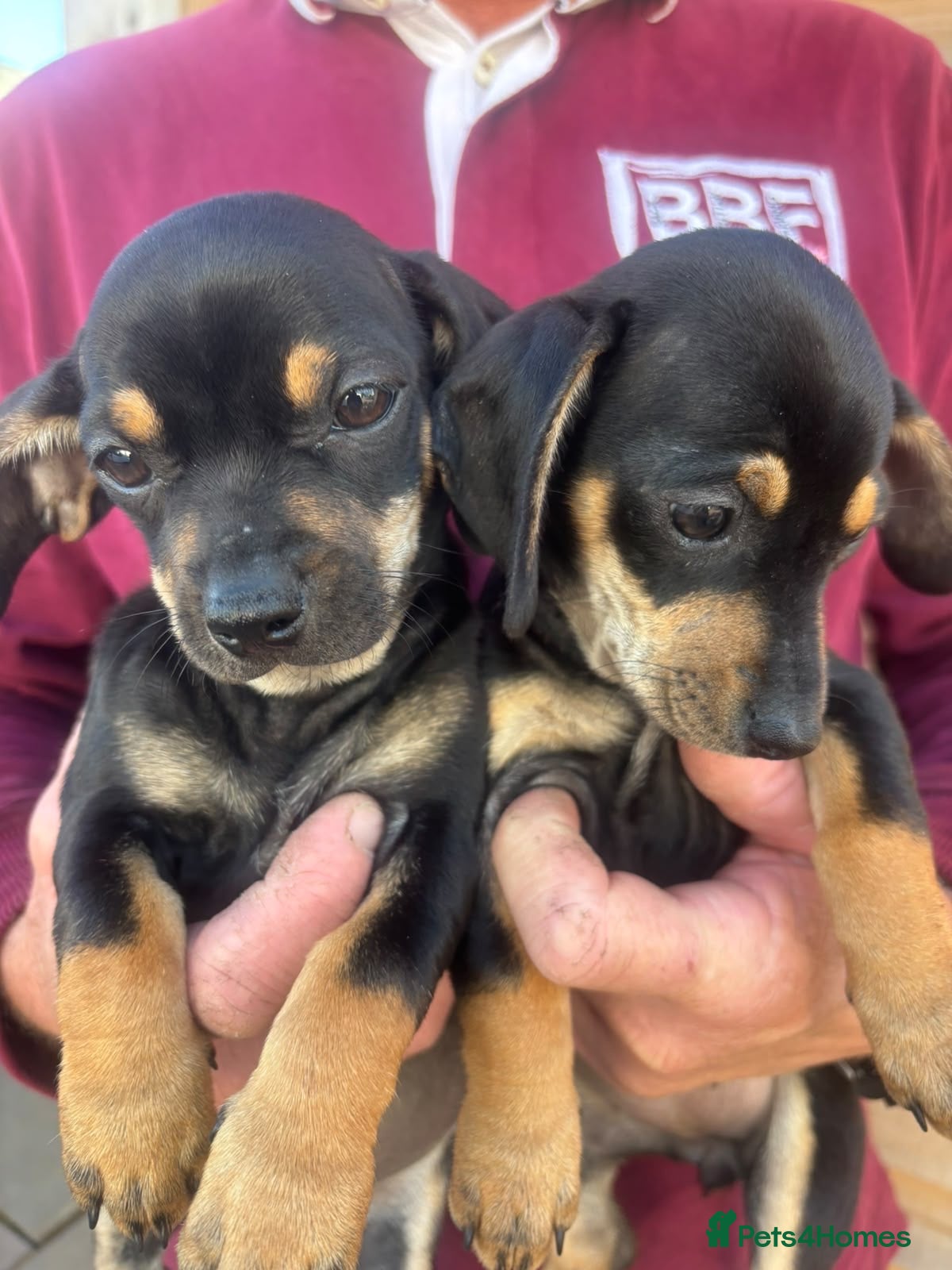Dachshund dogs DACHSHUND PUPS READY LAST GIRL - Advert 5