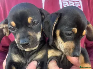 Dachshund dogs DACHSHUND PUPS READY LAST GIRL - Advert 5