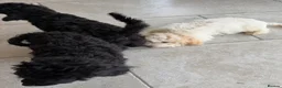 Mixed Breed dogs for sale: Cockachon /cockerchon pups  - Advert 6
